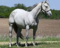 all-around-quarter-horse