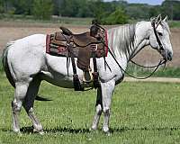 mounted-patrol-quarter-horse