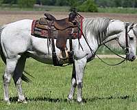 ranch-versatility-quarter-horse