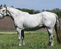 ranch-work-quarter-horse