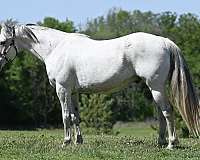 ridden-western-quarter-horse