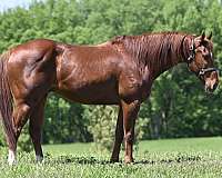 barrel-racing-quarter-horse