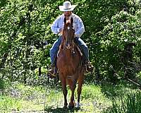 ranch-quarter-horse