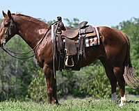 heel-quarter-horse