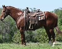 mounted-patrol-quarter-horse