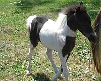 colt-miniature-horse