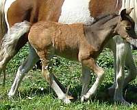 filly-miniature-horse