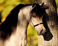 stallion-miniature-horse