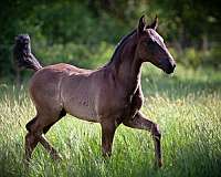 espanola-andalusian-horse