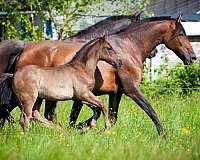 farmer-andalusian-horse