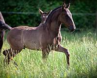 raza-andalusian-horse