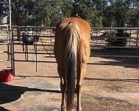 dappled-paint-horse