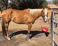double-registered-paint-horse