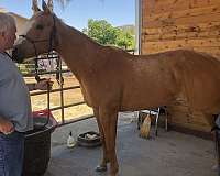 hunt-seat-equitation-paint-horse