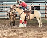 buckskin-quarter-horse