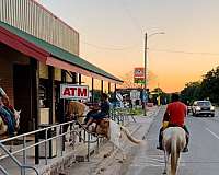 team-penning-quarter-horse