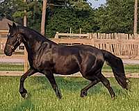 price-negotiable-friesian-horse