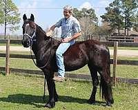 available-friesian-horse