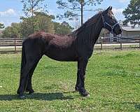 bareback-friesian-horse