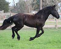 barefoot-friesian-horse