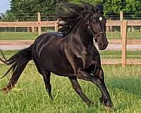 baroque-friesian-horse