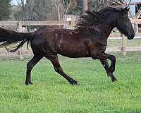 baths-friesian-horse