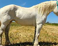 easy-going-percheron-horse