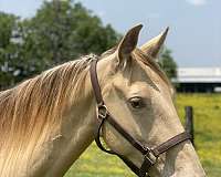 experienced-rocky-mountain-horse