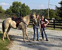 easy-to-ride-rocky-mountain-horse