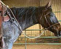 well-maintained-gelding