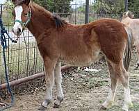 bay-buckskin-hackney-filly