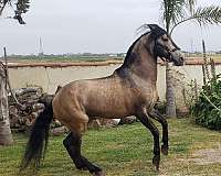stallion-andalusian-horse
