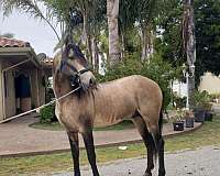 stud-andalusian-horse