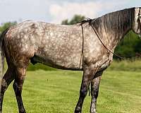grey-white-quarter-horse