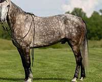 grey-white-paint-horse