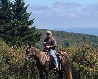 blue-roan-roan-rocky-mountain-mare