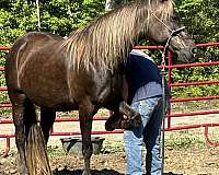 blue-roan-rocky-mountain-mare