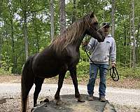 blue-roan-mare-for-sale