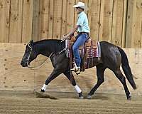 all-around-quarter-horse