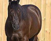 ridden-english-quarter-horse