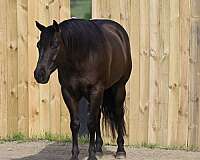 trail-riding-quarter-horse