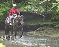 ranch-versatility-quarter-horse