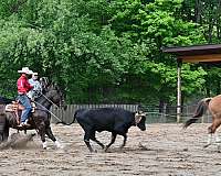 kid-safe-quarter-horse