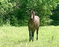 pitzer-bloodlines-quarter-horse