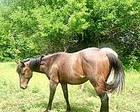 two-eyed-red-buck-stallion