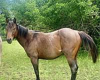 pitzer-bloodlines-stallion