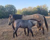 two-id-bartender-appaloosa-paint-horse