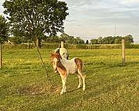 flashy-kid-safe-miniature-horse