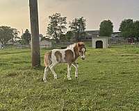 5-hand-miniature-horse