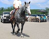 beginner-percheron-horse